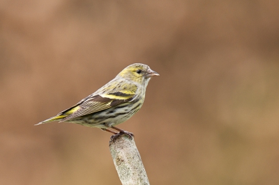 Nog een sijs vanuit mijn nieuwe hutje in de tuin vastgelegd