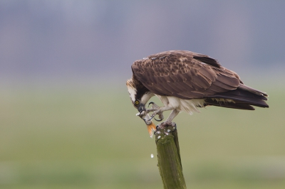 <i class='fa fa-user'></i>&nbsp;Gert-Jan Cromwijk&nbsp;|   Visarend&nbsp; <i class='fa fa-eye'>&nbsp;961</i> &nbsp;<i class='fa fa-thumbs-up'>&nbsp;31</i> &nbsp; <i class='fa fa-comment-o'>&nbsp;27</i>