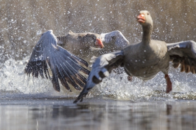 <i class='fa fa-user'></i>&nbsp;erikruiterman&nbsp;|   Grauwe Gans&nbsp; <i class='fa fa-eye'>&nbsp;356</i> &nbsp;<i class='fa fa-thumbs-up'>&nbsp;1</i> &nbsp; <i class='fa fa-comment-o'>&nbsp;10</i>