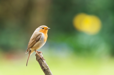 Roodborst met narcissen!
Zo leuk om ongestoord foto's te kunnen maken in de eigen tuin!