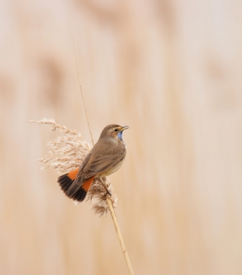 een hele tijd niet meer op birdpix actief, maar nu nieuwe spullen en deze mooie hobby weer opgepakt....Laat de lente maar komen! deze blauwborst had er zin in...