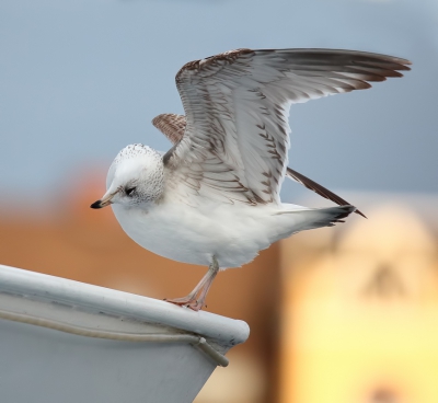 <i class='fa fa-user'></i>&nbsp;loek van de Leur&nbsp;|   Stormmeeuw&nbsp; <i class='fa fa-eye'>&nbsp;255</i> &nbsp; <i class='fa fa-comment-o'>&nbsp;2</i>