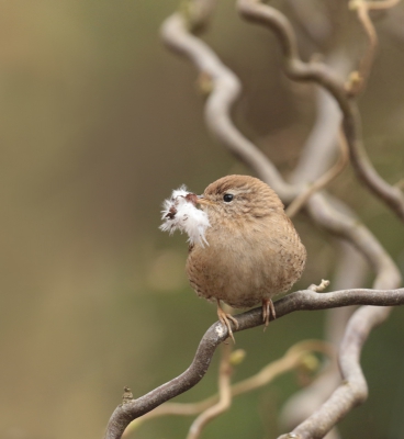 Druk,druk,druk!Hij heeft ondertussen al weer 3 nestjes af,op dezelfde plekken in de tuin.De veertjes komen uit het kippenhok.

Hij zingt het hoogste lied om de dames te vertellen dat het nestje klaar is en ze er een mag uitzoeken.
Ben benieuwd welke ze kiest