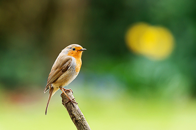 Zo leuk om van onder een boerka in de eigen tuin ongestoord te kunnen fotograferen.