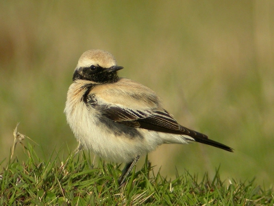 Op het moment dat ik tegen zessen ter plekke kwam ruimden anderen (twee SLR-fotograferende vogelaars) net het veld en kon ik ongegeneerd mijn gang gaan. Helaas bleef de fotosessie tot een gering aantal opnamen beperkt. Bij het opstaan gleed mijn camera uit de (paraat)tas op de grond en kon op de schroothoop. (Tas dus voortaan dichtritsen.)

Nikon Coolpix 4500 -1- (ISO 100 A-stand f/6.0 - 1/250 sec) en Swarovski AT80 HD + 20-60x zoomoculair.
Photoshop CS: Contrast verhoogd (+5). Onscherp masker toegepast (300%, 0,3 pixels, 0 niveaus). Uitsnede gemaakt (800 bij 600 pixels). Afbeeldingsgrootte ingesteld (resolutie 72 pixels/inch). Tot slot nogmaals verscherpt (0,2 pixels) en opgeslagen (afbeeldingsopties: kwaliteit 8, hoog).