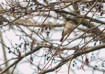 Ik hoorde het mooie geluidje van de tjiftjaf.
dit is de 1e keer dat ik deze vogel heb gefotografeerd.
met de zon in de rug en m'n vintage 135mm jena lens klikte ik en ja hebbes.

de foto was iets overbelicht dit heb ik gecorigeerd in lightroom