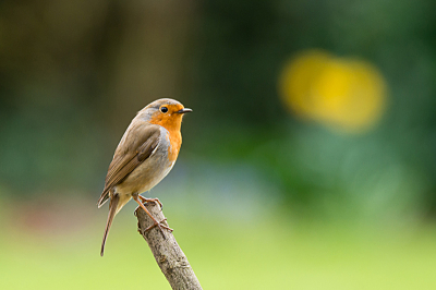 roodborst met narcissen,ging  mooi recht voor mijn schuilplaats  zitten.
