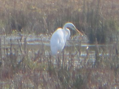 mijn alle eerste foto van een vogel, met mijn digitale camera, de samsung wb250f, veel fotoos gemaakt, en later bewerkt. de fascinatie voor t fotograferen en filmen van vogels is met de zilverreiger ontstaan.