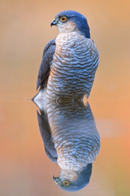 omdat meerdere mensen vonden dat hij een blauwzweem had, heb ik hem in ps  bewerkt volgens mij veel beter zo zonder blauwzweem  benieuwd wat jullie er van vinden !