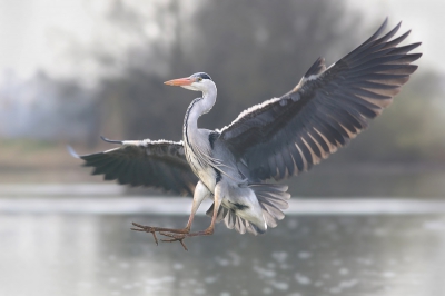 <i class='fa fa-user'></i>&nbsp;thijsglastra&nbsp;|   Blauwe Reiger&nbsp; <i class='fa fa-eye'>&nbsp;428</i> &nbsp; <i class='fa fa-comment-o'>&nbsp;10</i>