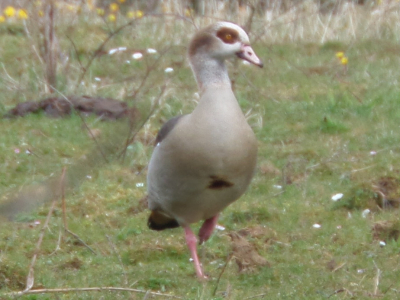 een nijlgans in de uiterwaarden, het was een duo, later meer afbeeldingen van het stelletje, voor nu gekozen voor deze trotse beauty.