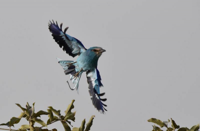 This roller just flew away in the savana of pendjari.