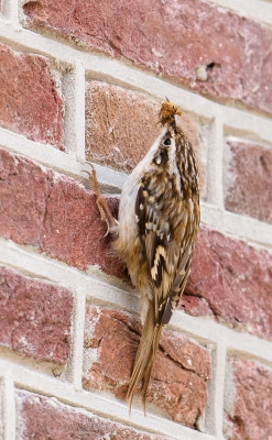 Een boomkruiper is een liefdesnestje begonnen in de rand van het dakbeschot van het bezoekerscentrum.
 Prachtig zoals dit kleine vogeltje tegen de stenen omhoog "wipt"