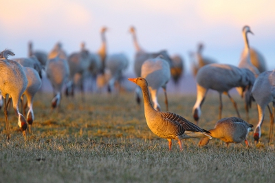 <i class='fa fa-user'></i>&nbsp;Alex Roetemeijer&nbsp;|   Grauwe Gans&nbsp; <i class='fa fa-eye'>&nbsp;271</i> &nbsp; <i class='fa fa-comment-o'>&nbsp;5</i>