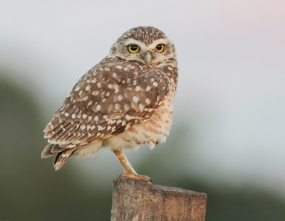 Lechucita vizcachera oftewel de Burrowing Owl, bij zonsondergang,avondlicht weerspiegelt in zijn ogen.