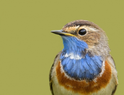 Soms heb je het geluk dat een vogel heel dichtbij komt, vandaar dit portretje.
Zon auto is toch wel een hele goede schuilhut.