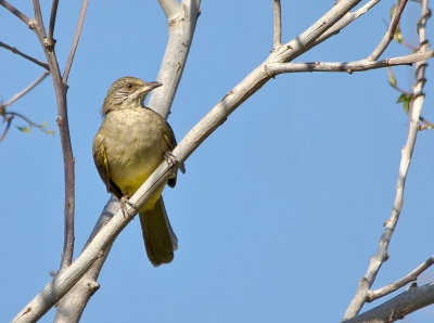 Wie wat bewaart, heeft wat. Deze zat nog in een bijna vergeten mapje. Geen bijzondere foto maar wel een bijzondere vogel: werd hier op BP nog niet eerder getoond.