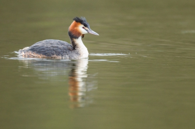 Een koppeltje futen kwam mooi voorbij zwemmen tijdens een wandeling in het natuurpark in Thorn