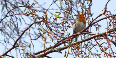Up in a tree, it was sitting there for about 5 minutes. Took it using a tripod from about 5-6 meters away.