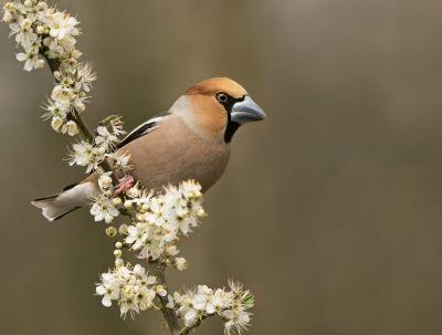 <i class='fa fa-user'></i>&nbsp;keesvanderklauw&nbsp;|   Appelvink&nbsp; <i class='fa fa-eye'>&nbsp;567</i> &nbsp;<i class='fa fa-thumbs-up'>&nbsp;20</i> &nbsp; <i class='fa fa-comment-o'>&nbsp;22</i>