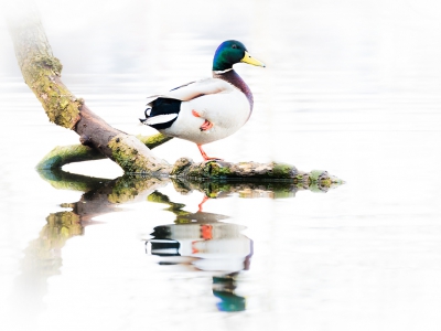 Zo, Olympus fotootjes zijn anders dan Canon foto's. Dat is duidelijk. Ik ben minder van de snelle acties en meer van het spelen en zoeken naar mooi licht en grappige composities. Maar o o wat heerlijk dat het zo weinig weegt!