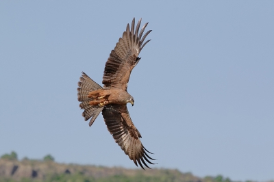 The subject is a black kite in flight, photo was taken in the afternoon around 4-5 p.m.