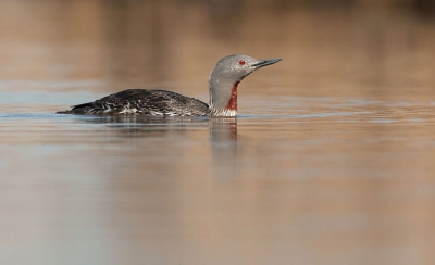 Wanneer en een volwassen roodkeelduiker vlak bij je woonplaats verblijft, ga je zeker even kijken. Een prachtige volwassen vogel.