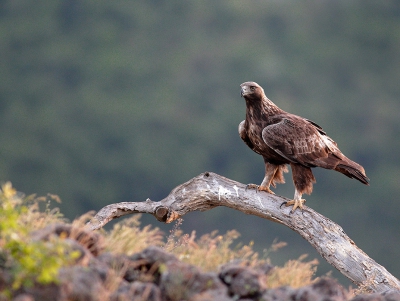 Subject is the famous golden eagle, proud and magnificent bird, extremely difficult to spot and photograph. It has taken me years to get that picture...