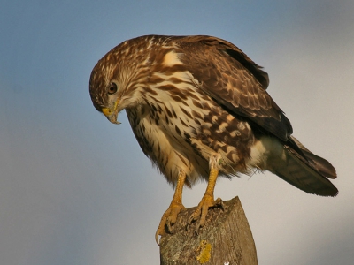 GUIA DE ASA REDONDA

Taken by Digiscoping
Zeiss spotting scope Diascope 85 T FL
Zeiss photo adapter DSLR
Zeiss / Manfrotto tripod
Canon 350D
Canon remote switch