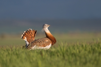 Van het donker s' morgens tot het donker s' avonds verscholen gezeten om het doen en laten van deze vogels te observeren... genieten !