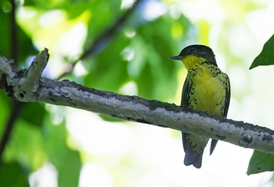<i class='fa fa-user'></i>&nbsp;charlysax&nbsp;|   Braziliaanse Klauwiercotinga&nbsp; <i class='fa fa-eye'>&nbsp;195</i> &nbsp; <i class='fa fa-comment-o'>&nbsp;6</i>