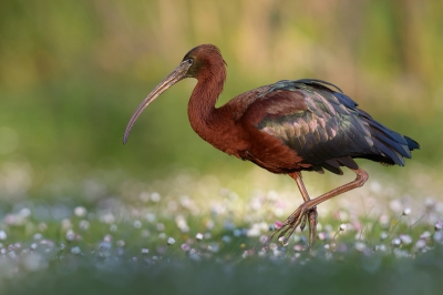 <i class='fa fa-user'></i>&nbsp;Johan G&nbsp;|   Zwarte Ibis&nbsp; <i class='fa fa-eye'>&nbsp;692</i> &nbsp;<i class='fa fa-thumbs-up'>&nbsp;23</i> &nbsp; <i class='fa fa-comment-o'>&nbsp;20</i>