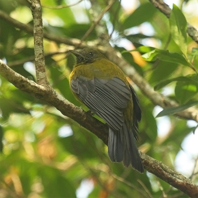 <i class='fa fa-user'></i>&nbsp;charlysax&nbsp;|   Grijsvleugelcotinga&nbsp; <i class='fa fa-eye'>&nbsp;179</i> &nbsp;<i class='fa fa-thumbs-up'>&nbsp;1</i> &nbsp; <i class='fa fa-comment-o'>&nbsp;3</i>