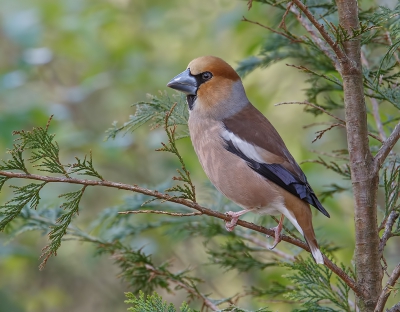 Deze appelvink man ging op een mooi plekje zitten. Beetje schaduw van de takjes op zijn borst, alerte houding. Hier ben ik wel blij mee. Fraaie soort is het.