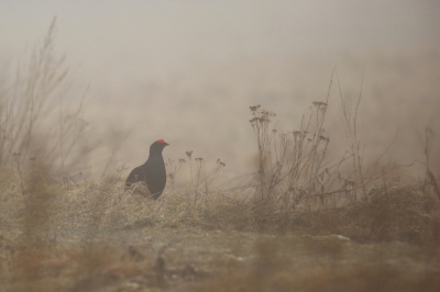 <i class='fa fa-user'></i>&nbsp;Frank Kremer&nbsp;|   Korhoen&nbsp; <i class='fa fa-eye'>&nbsp;378</i> &nbsp; <i class='fa fa-comment-o'>&nbsp;9</i>