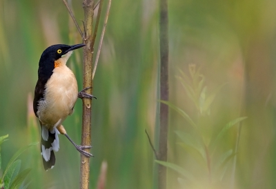 <i class='fa fa-user'></i>&nbsp;charlysax&nbsp;|   Zwartkopdonacobius&nbsp; <i class='fa fa-eye'>&nbsp;318</i> &nbsp;<i class='fa fa-thumbs-up'>&nbsp;9</i> &nbsp; <i class='fa fa-comment-o'>&nbsp;8</i>