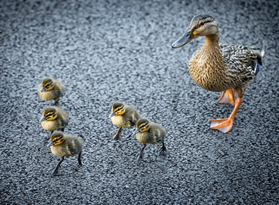 <i class='fa fa-user'></i>&nbsp;Arno ten Hoeve&nbsp;|   Wilde Eend&nbsp; <i class='fa fa-eye'>&nbsp;529</i> &nbsp;<i class='fa fa-thumbs-up'>&nbsp;8</i> &nbsp; <i class='fa fa-comment-o'>&nbsp;11</i>