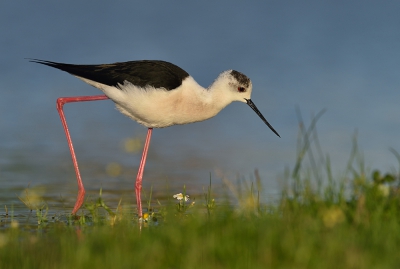 <i class='fa fa-user'></i>&nbsp;Ido&nbsp;|   Steltkluut&nbsp; <i class='fa fa-eye'>&nbsp;390</i> &nbsp;<i class='fa fa-thumbs-up'>&nbsp;10</i> &nbsp; <i class='fa fa-comment-o'>&nbsp;14</i>