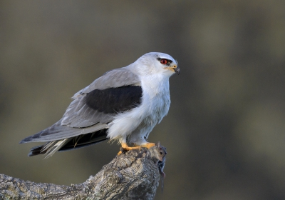 <i class='fa fa-user'></i>&nbsp;Henk Laverman&nbsp;|   Grijze Wouw&nbsp; <i class='fa fa-eye'>&nbsp;790</i> &nbsp;<i class='fa fa-thumbs-up'>&nbsp;24</i> &nbsp; <i class='fa fa-comment-o'>&nbsp;23</i>