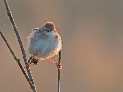 <i class='fa fa-user'></i>&nbsp;Bert Snijder&nbsp;|   Graszanger&nbsp; <i class='fa fa-eye'>&nbsp;282</i> &nbsp;<i class='fa fa-thumbs-up'>&nbsp;1</i> &nbsp; <i class='fa fa-comment-o'>&nbsp;11</i>