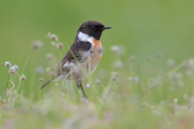 Op zoektocht naar insecten had deze roodborsttapuit even oog voor de lens. Liggend vanuit schuiltentje.