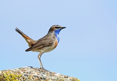 Deze Blauwborst liet zich mooi bekijken en fotograferen tis net een fotomodel