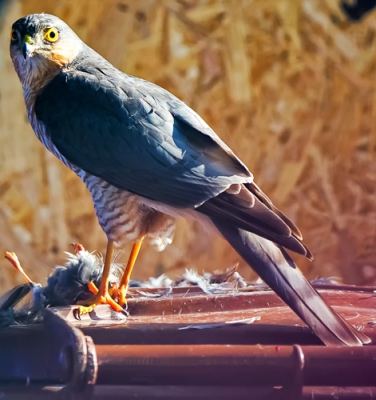 Tijdens het eten van ons avondmaal zag ik deze Sperwer die zijn prooi op zat te eten op onze kliko. Toch de camera even gepakt en de kwaliteit is beter dan ik verwacht had!