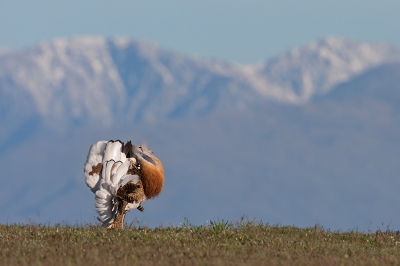 <i class='fa fa-user'></i>&nbsp;Luc Meert&nbsp;|   Grote Trap&nbsp; <i class='fa fa-eye'>&nbsp;617</i> &nbsp;<i class='fa fa-thumbs-up'>&nbsp;13</i> &nbsp; <i class='fa fa-comment-o'>&nbsp;10</i>