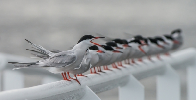 <i class='fa fa-user'></i>&nbsp;pietwil&nbsp;|   Visdief&nbsp; <i class='fa fa-eye'>&nbsp;727</i> &nbsp;<i class='fa fa-thumbs-up'>&nbsp;22</i> &nbsp; <i class='fa fa-comment-o'>&nbsp;17</i>