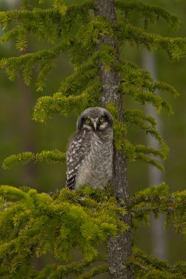 <i class='fa fa-user'></i>&nbsp;JHR&nbsp;|   Sperweruil&nbsp; <i class='fa fa-eye'>&nbsp;402</i> &nbsp;<i class='fa fa-thumbs-up'>&nbsp;1</i> &nbsp; <i class='fa fa-comment-o'>&nbsp;4</i>