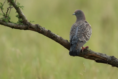 <i class='fa fa-user'></i>&nbsp;Martjan Lammertink&nbsp;|   Vlekduif&nbsp; <i class='fa fa-eye'>&nbsp;268</i> &nbsp;<i class='fa fa-thumbs-up'>&nbsp;3</i> &nbsp; <i class='fa fa-comment-o'>&nbsp;4</i>