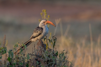 <i class='fa fa-user'></i>&nbsp;Paul van Gorp&nbsp;|   Roodsnaveltok&nbsp; <i class='fa fa-eye'>&nbsp;335</i> &nbsp;<i class='fa fa-thumbs-up'>&nbsp;2</i> &nbsp; <i class='fa fa-comment-o'>&nbsp;5</i>