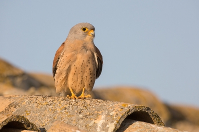 <i class='fa fa-user'></i>&nbsp;Luc Meert&nbsp;|   Kleine Torenvalk&nbsp; <i class='fa fa-eye'>&nbsp;288</i> &nbsp; <i class='fa fa-comment-o'>&nbsp;2</i>