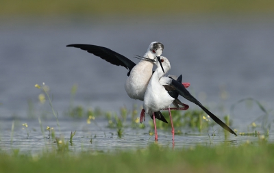 <i class='fa fa-user'></i>&nbsp;Ido&nbsp;|   Steltkluut&nbsp; <i class='fa fa-eye'>&nbsp;416</i> &nbsp;<i class='fa fa-thumbs-up'>&nbsp;8</i> &nbsp; <i class='fa fa-comment-o'>&nbsp;8</i>